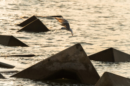 海鸥飞行在防波堤