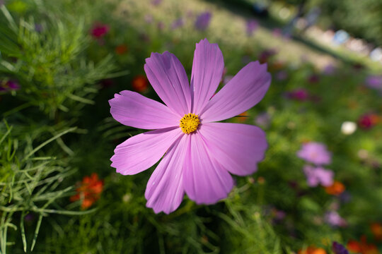 格桑花