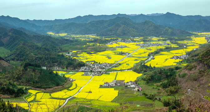 皖南春天油菜花