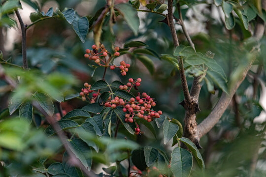 花椒树种植青花椒采摘