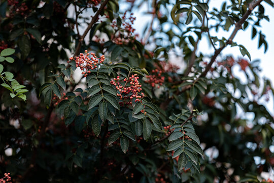 花椒树种植青花椒采摘