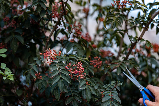 花椒树种植青花椒采摘