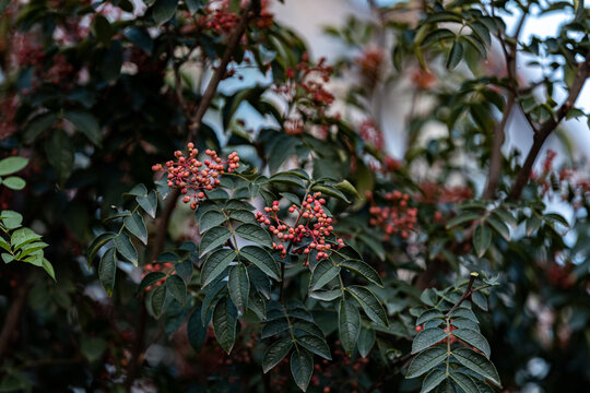 花椒树种植青花椒采摘