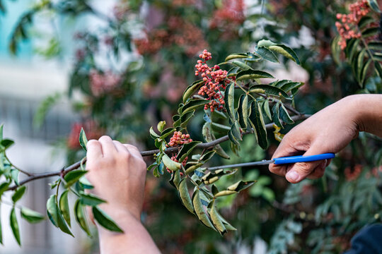 花椒树种植青花椒采摘