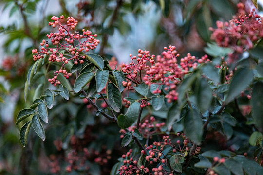 花椒树种植青花椒采摘