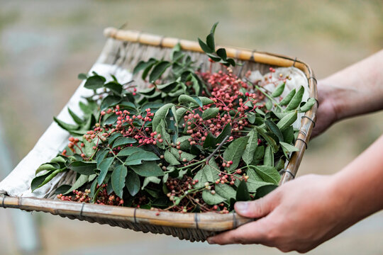 花椒树种植青花椒采摘