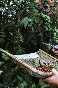 花椒树种植青花椒采摘