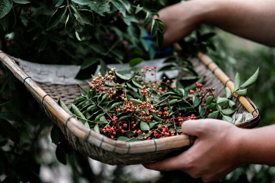 花椒树种植青花椒采摘