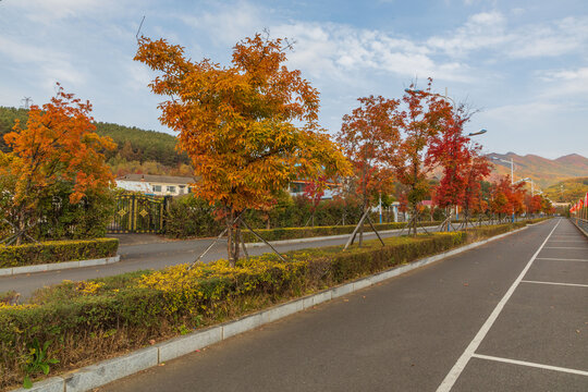 吉林市朱雀山枫叶景观