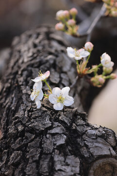 莱阳梨花盛开