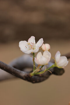 白色梨花