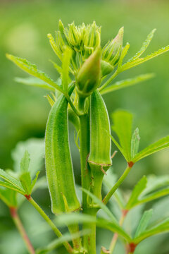 田园里种植的秋葵