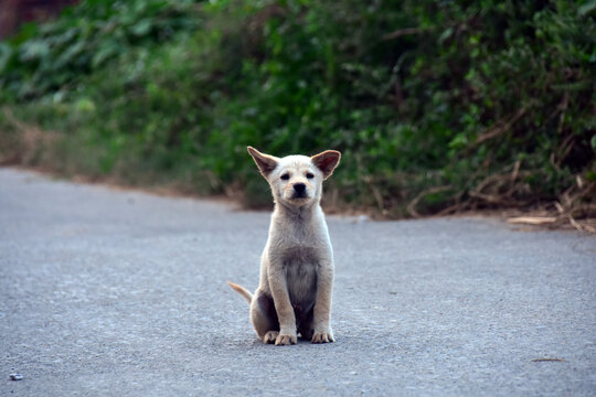 中华田园犬土狗