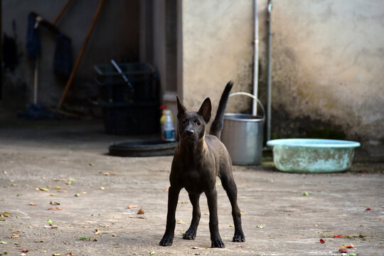 中华田园犬土狗