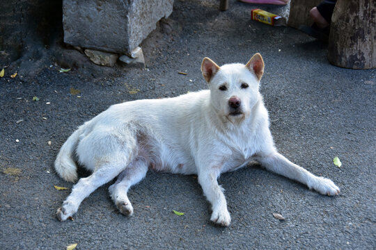 中华田园犬土狗