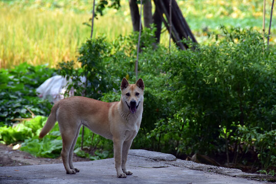 中华田园犬土狗