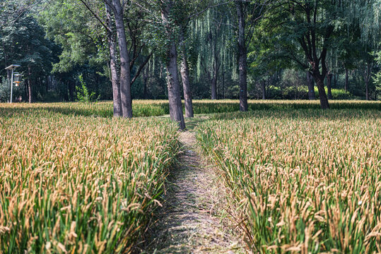 公园稻田景观自然风光