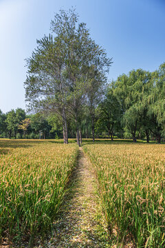 公园稻田景观自然风光