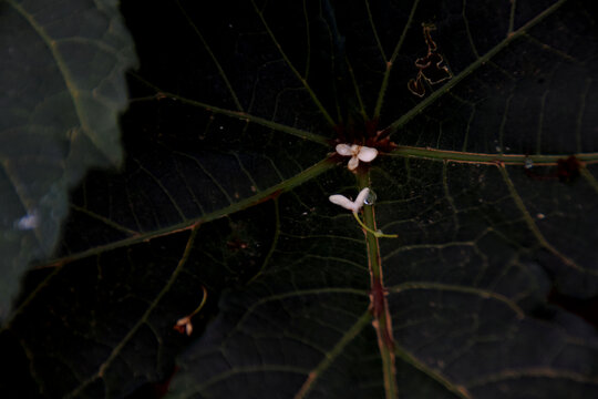 桂花落