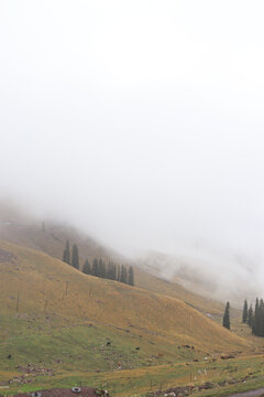 云雾中的高山草原