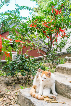 三花猫挠头的猫咪