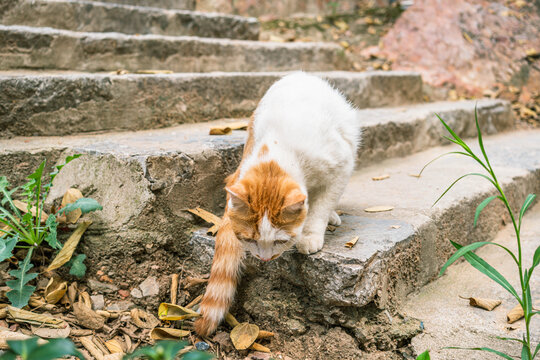 田园猫