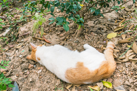 躺在地上睡觉的猫