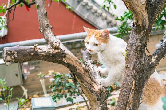 寺庙的猫