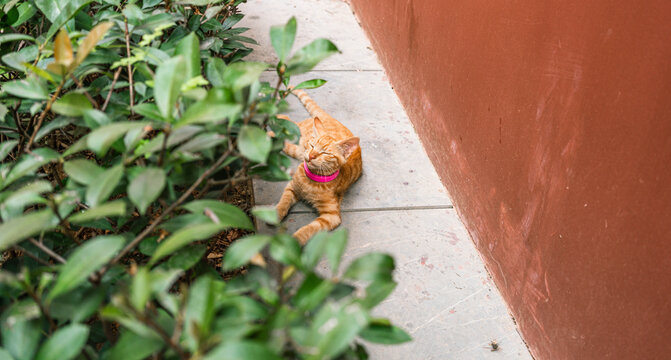 眯着眼睛的三花猫