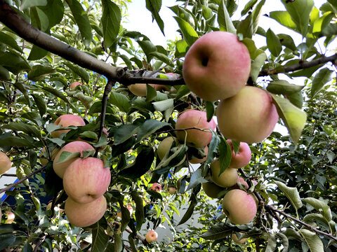 苹果挂满枝头红苹果