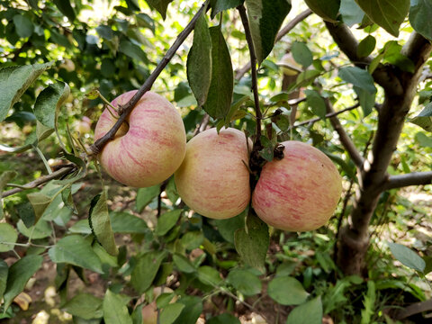 果园的苹果树上挂着红色的苹果