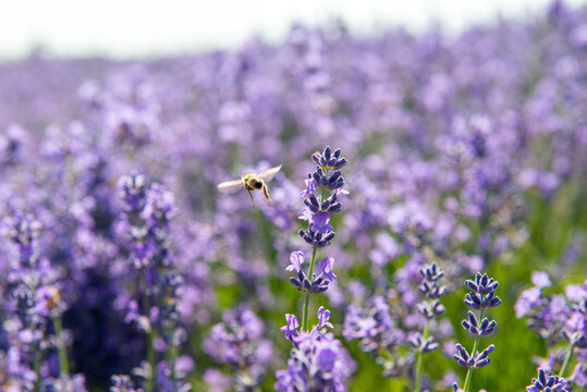 薰衣草花丛中的蜜蜂