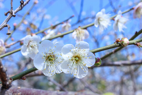 白色梅花