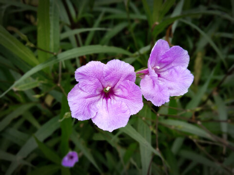 蓝花草