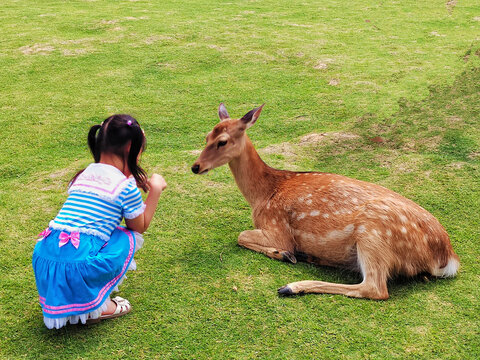 女孩与鹿