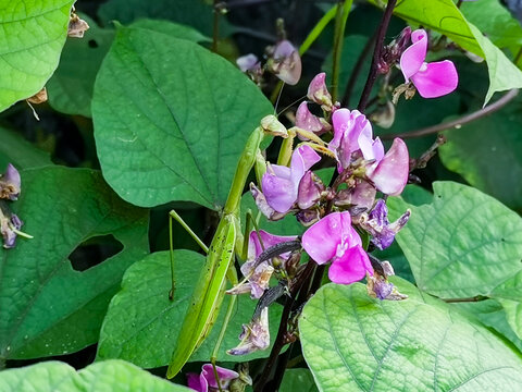 茶豆花与螳螂