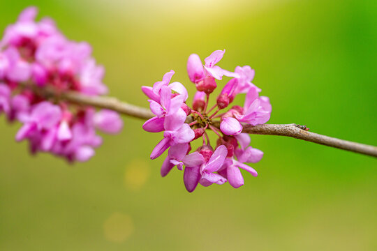 春天的紫荆树花