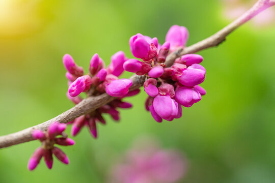 春天的紫荆树花