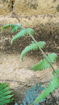 植物花草