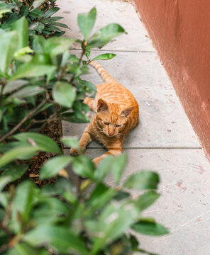 趴在地上的猫猫