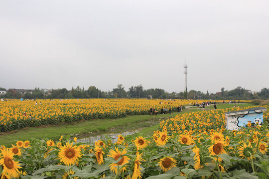 郫都农科村10月向日葵花海