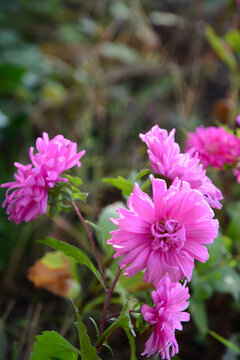 小雏菊