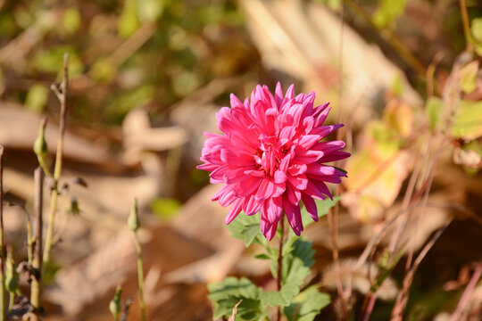 小雏菊