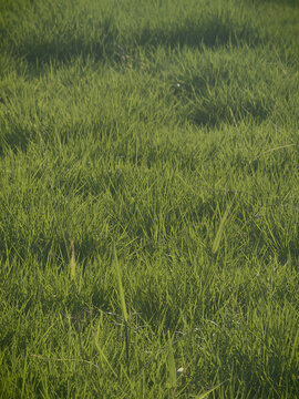 绿化草地
