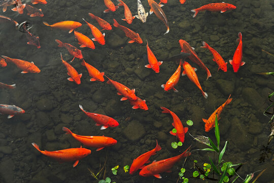 北京奥林匹克森林公园湿地金鱼