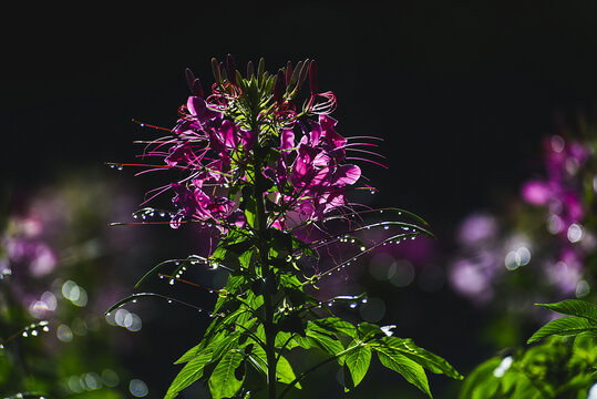 园林醉蝶花