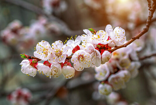 三月春季桃花开