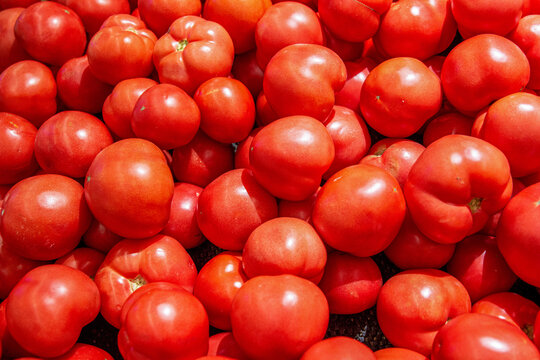 大量番茄