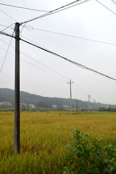 电线杆与稻田