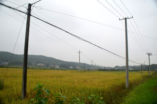 电线杆与稻田